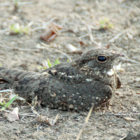 Savanna Nightjar